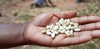 Super El Niño could hit southern Africa’s bean harvests hard: how to protect farmers
