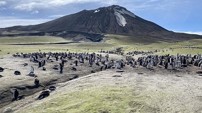 ‘A worrying decline’: Why penguins are vanishing from this volcanic island 2,000km from humans