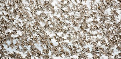 Rising seas threaten the world’s migratory shorebirds