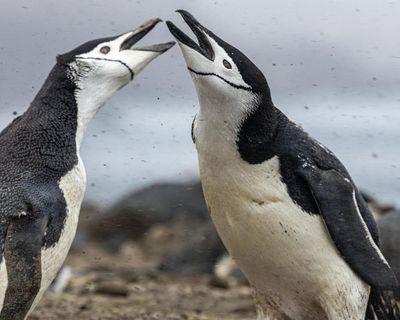 World’s largest penguin colony suffers ‘enormous population crash’