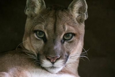 Police launch frantic hunt for ‘puma’ seen near international airport