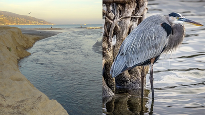 Monitoring Shows Lasting Gains: Malibu Lagoon redesign boosts water quality; native species return