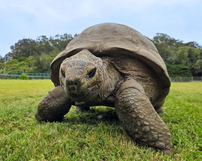 Jonathan the giant tortoise, 194, offers up insight into secrets of longevity