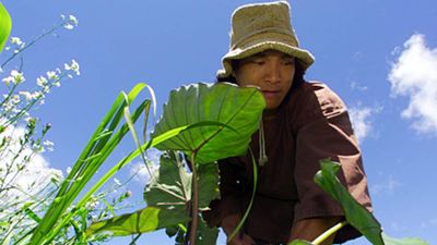 Jason Scott Lee bought 25 acres of damaged Hawaii land to rebuild rainforest and live simply