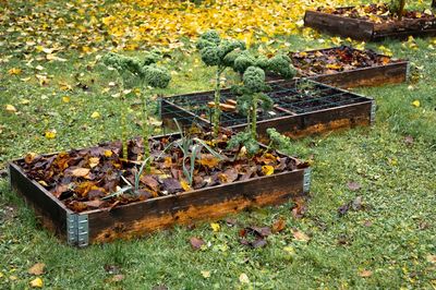 How to Prevent Weeds From Taking Over Fall Garden Beds