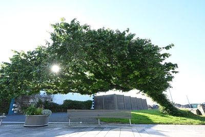 ‘Bendy’ wych elm in Northern Ireland wins Tree of the Year contest