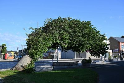 Bendy wych elm wins UK's Tree of the Year competition after public vote