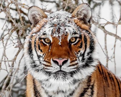 Comebacks for wild tigers, tuna and sea turtles prove nature loss can be reversed, scientists say
