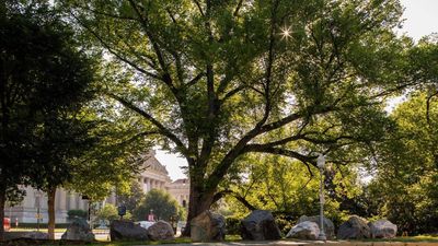 American elm survives for over 150 years and 33 US presidents despite disease
