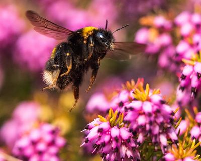 Next UK banknotes to feature barn owls, bumblebees, puffins and hedgehogs
