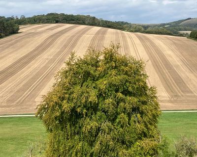 Country diary: The changing face of stubble fields, those shortcuts of my youth