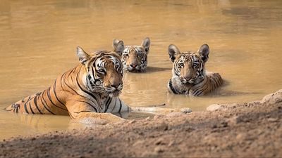 From tigers to turtles: The conservation success stories that prove there’s still hope for wildlife