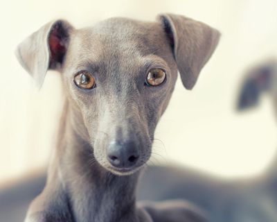 Thursday news quiz: porridge prizes, tasteless T-shirts and a dog called Diesel