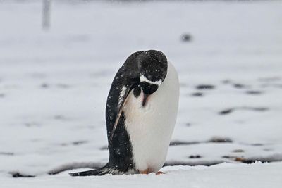 World’s largest penguin colony loses two-thirds of its population