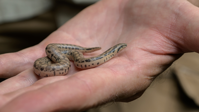 Three rare snakes bred at Prague Zoo; two young groups descend from smugglers