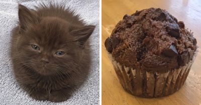 This Page Shared 21 Cats That Look Remarkably Similar To Everyday Foods