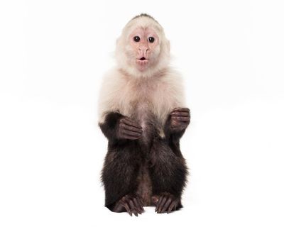 Monkeys as service animals? The ‘bizarre’, tortured history of humans and primates