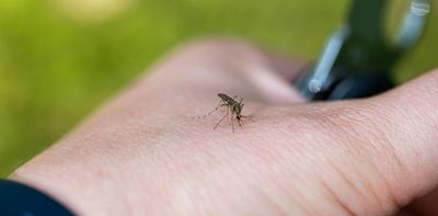 ‘Airport malaria’ is rare, but can be deadly when doctors don’t expect it