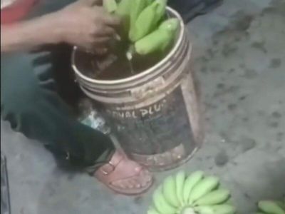 FDA seizes 1,394kg of banana from an APMC in Navi Mumbai allegedly being treated with a banned chemical to make the ripe