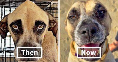 39 Rescue Dogs Who Look Completely Different After Getting A Second Chance, Shared By An Animal Rescue