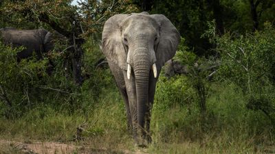 Africa’s wildlife population plunges by 80 percent in five decades, WWF warns