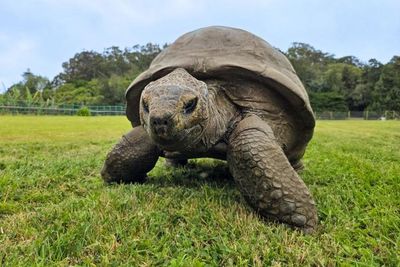 The world’s oldest tortoise could hold the secret to longer life for humans