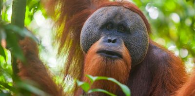 Wildlife populations have declined 73% since 1970 – but many of the world’s animals still aren’t being counted