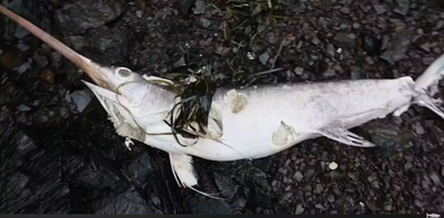 What a swordfish washing up on British Columbia’s coast says about our changing oceans
