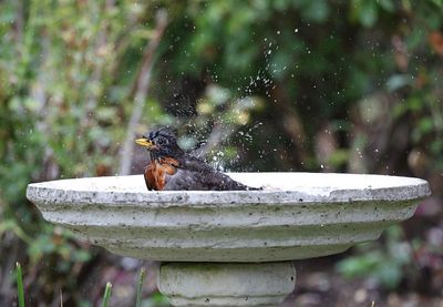 How to Clean Birdbaths Before Freezing Temperatures Arrive
