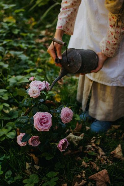 Fall Rose Care Mistakes That Can Hurt Next Year’s Blooms