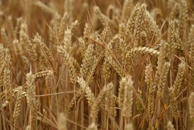 Naturally occurring fungus could help protect wheat from disease – study