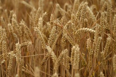 Naturally occurring fungus could help protect wheat from disease – study