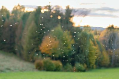 Risk of mosquito and midge-borne diseases in UK to be examined in new study