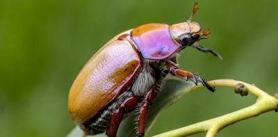From bogong moths to Christmas beetles – how to slow down and spot more insects