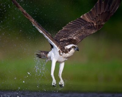 Country diary: A passing osprey needs to eat – but the local terns won’t let it