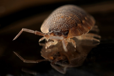 'This House Was Horrific': Millions of Bedbugs Found in Cardiff Home as Mattresses Are Incinerated