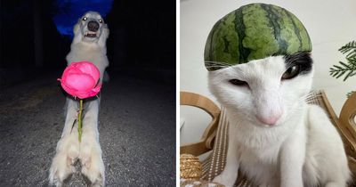 This Page Shared 63 Dog And Cat Photos That Capture Everything We Love About Our Pets