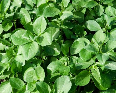 Soil in need of some TLC? Then it’s time to make room for legumes