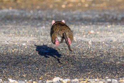 Claims for rats and mice infestations could spike this autumn, insurer warns