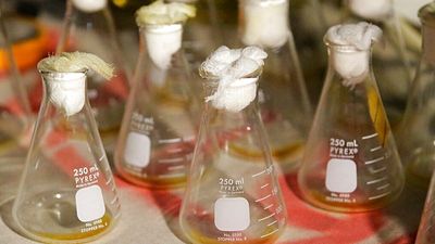 Death in Russian lab raises questions over plague pathogen bioweapon research