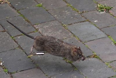 Brits issued rat and mice infestation warning after warm weather