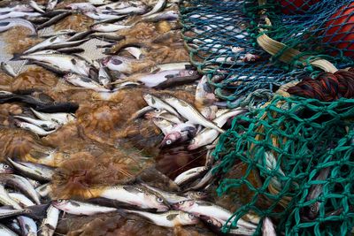 Alaskan fish company who is McDonald’s supplier faces widespread backlash over salmon deaths
