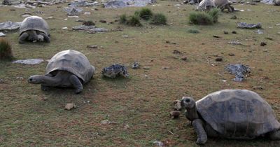 Giant Tortoises Now Outnumber The Entire Human Population Of This Nation By A Mind-Boggling Margin