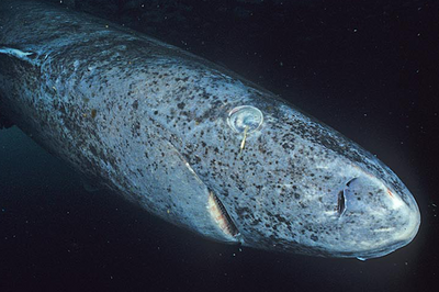 Leave the Greenland sharks alone