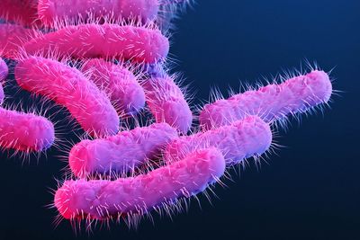 What is Shigella? The infection behind soaring US cases of sexually transmitted diarrhea