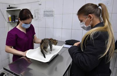 One in 16 Pet Cat Stool Samples Tested Positive for Giardia, and About 18% Carried Human-Capable Strains