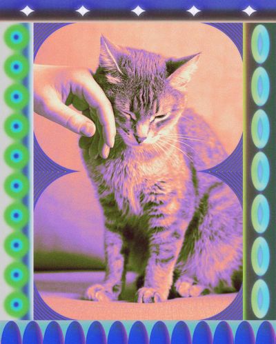 What happens to your pets when you die?
