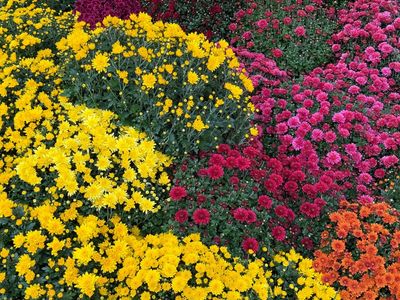 The Right Way to Plant Mums So They Last Longer