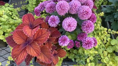 How to Refresh Container Gardens With Cool-Season Color