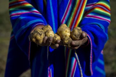 A Pest Threatens 125,000 Hectares of Potatoes in Peru and Puts Production Valued at US$109 Million at Risk